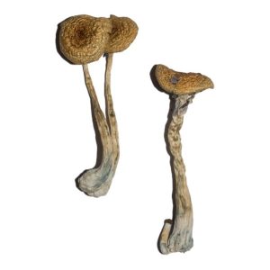 Penis Envy 6 Magic Mushrooms